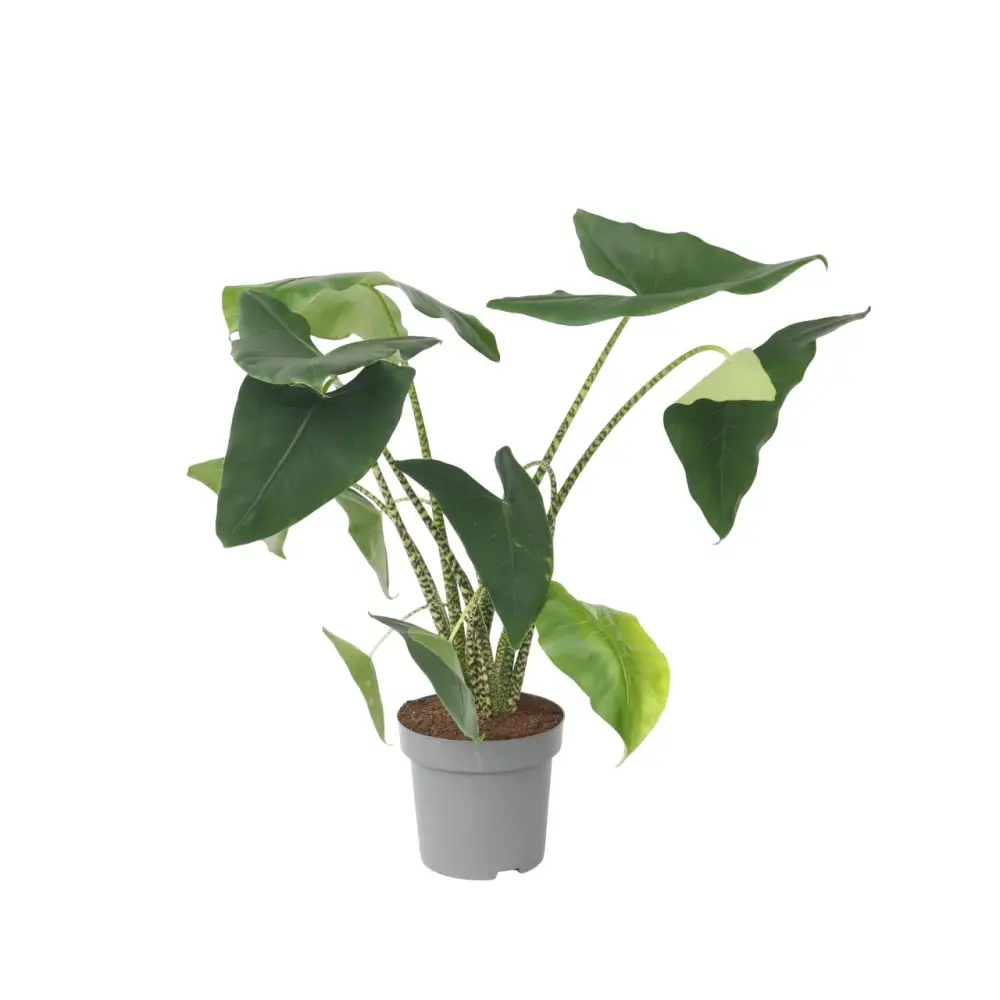 Ramo de Flores de Seda Planta Cebra - Alocasia 'zebrina' - Altura 140-150cm - ⌀32cm