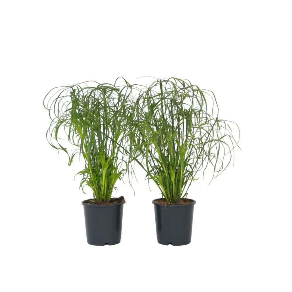 Escultura de Metal Moderna Planta Paraguas - 2 Pzs - Cyperus Alternifolius - Altura 40-50cm - ⌀14cm